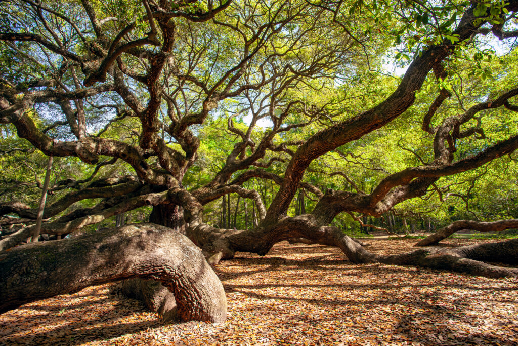 Angel Oak Tree History And Background - Shegeechee